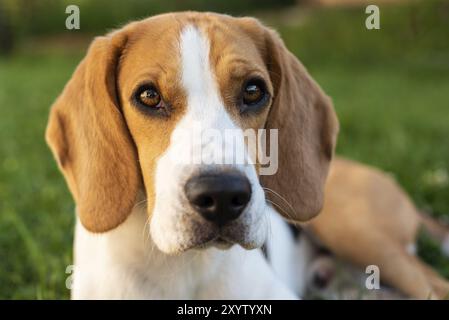 Reinrassige beagle Hund liegend auf Gras im Garten Outdoor Portrait Stockfoto