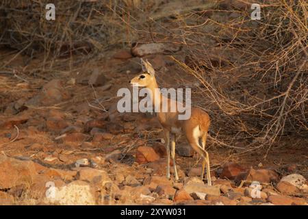 Ein Steenbok (Raphicerus campestris), eine kleine Antilopenart aus Damaraland in Namibia. Ein Steenbok, eine kleine Antilopenart aus Nami Stockfoto