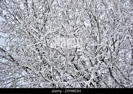 Zweige eines Baumes im Winter mit Eis und Schnee Stockfoto