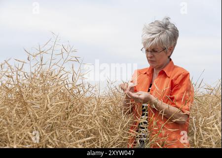 Frau steht im Getreidefeld und prüft den Reifegrad Stockfoto