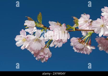 Japanische Zierkirsche Stockfoto