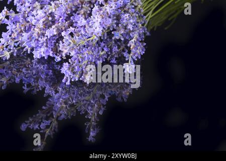 Haufen wild mountain Lavendelblüten auf schwarzen Hintergrund mit Reflexion, Copyspace Stockfoto