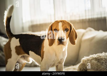 Reinrassige beagle Hund auf der Couch Sofa im Wohnzimmer zuhause Stockfoto