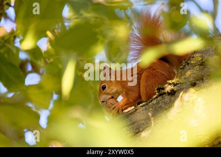 Eichhörnchen im Baum Stockfoto