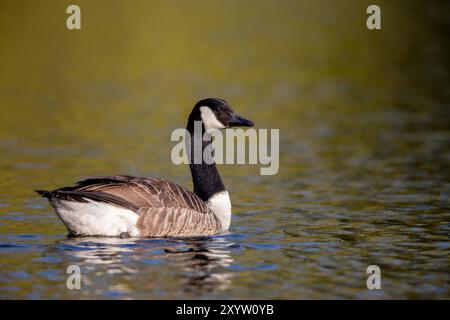 Kanadische Gänse (Branta canadensis) schwimmen auf einem Teich im Naturschutzgebiet Mönchbruch bei Frankfurt, Deutschland, Europa Stockfoto