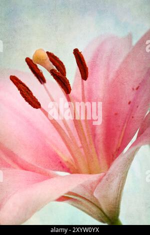 Rosafarbene Lilien im Retro-Illustration-Look Stockfoto
