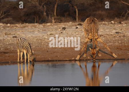 Giraffe und Plains Zebra trinken am Wasserloch im Etosha Nationalpark, Namibia, Giraffe und Plains Zebra trinken am Wasserloch im Eto Stockfoto