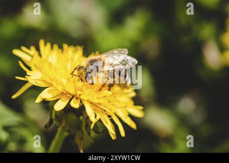 Honey Bee mit gelben Pollen, Nektar sammeln von Löwenzahn Blume abgedeckt. Wichtig für Umwelt Ökologie Nachhaltigkeit. Platz kopieren Stockfoto