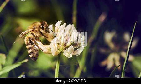 Honey Bee Pollen sammeln von weiße Blume auf der Wiese im Frühling Saison. Kopieren raum Hintergrund Stockfoto