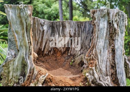 Ein alter, ausgehöhlter und verwitterter Baumstumpf Stockfoto