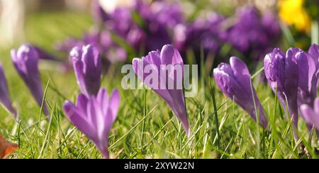 Schöne lila Krokus auf einer Wiese, Frühling Stockfoto