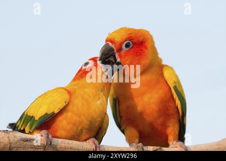 Nahaufnahme schöner bunter Papagei, der auf Baumstamm sitzt Stockfoto