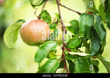 Hängender Apfel zwischen dem Laub im Garten Stockfoto