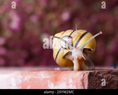 Die gebänderte Schnecke trägt eine kleine Schnecke auf ihrem Haus Stockfoto