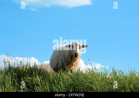 Neugierige Schafe auf einem Deich im Sommer mit blauem Himmel Stockfoto