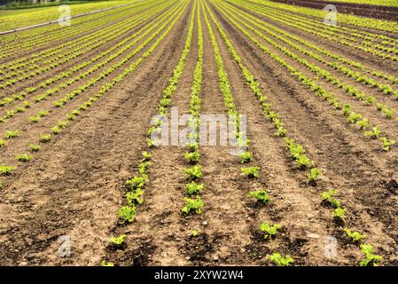 Organisch angebauten Mais in einem Feld, auf dem Mais wächst. Bebautes Feld gepflügt, Zeilen in Muster Stockfoto