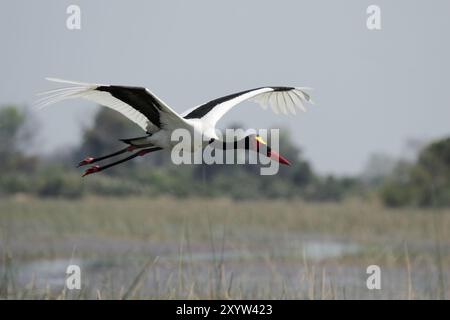 Sattelschnabelstorch (Ephippiorhynchus senegalensis) fliegt über dem Okavango-Delta in Botswana, Afrika Stockfoto