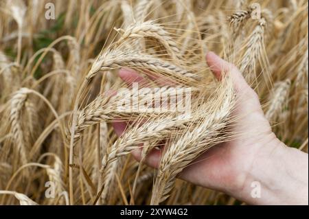 Eine Hand hält die Ohren von reifem Weizen Stockfoto