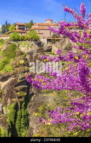 Defocused großes Meteoron Kloster, Meteora Bergfelsen, Trikkala, Griechenland und Zweig der rosa Kirschblüte Stockfoto