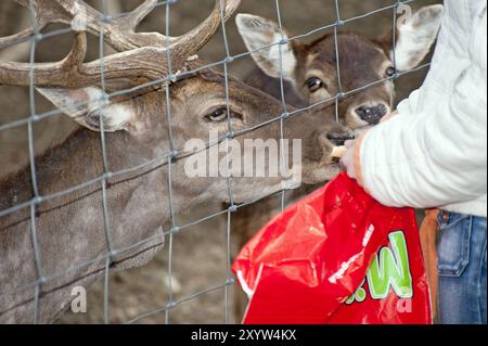 Hirsch und Hintern stehen am Zaun und werden gefüttert Stockfoto