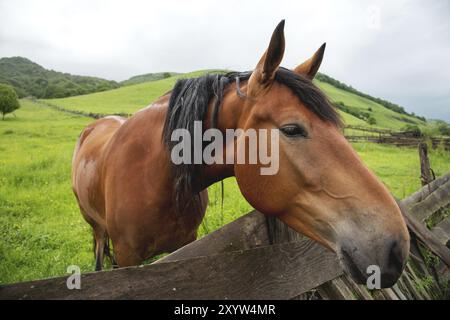 Großes Porträt eines braunen Pferdes vor grünem Wiesengrund Stockfoto