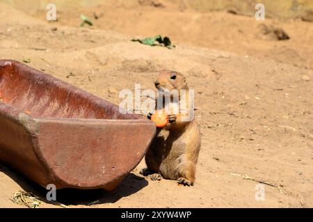 Prairie Hund im Tierpark Berlin Stockfoto