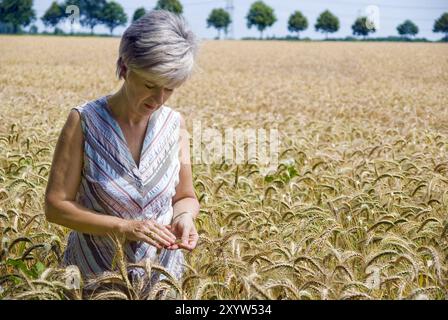 Der Landwirt prüft die Reife des Getreides Stockfoto