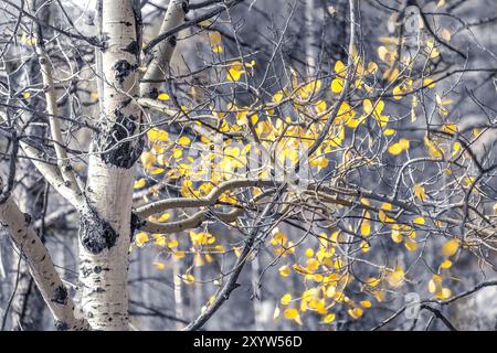 Satte gelbe Aspenblätter im Herbst Stockfoto