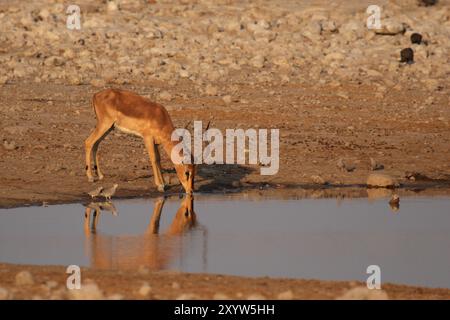 Impala mit schwarzem Gesicht trinkt am Wasserloch im Etosha-Nationalpark, Namibia, Impala mit schwarzem Gesicht trinkt am Wasserloch im Etosha-Nationalpark Stockfoto