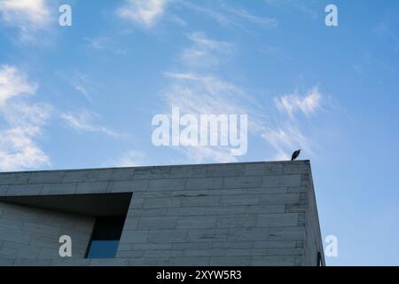 Reiher, die über den Dächern Berlins auf der Suche sind Stockfoto