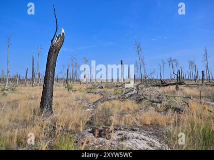 30. August 2024, Brandenburg, Jüterbog: Ein ehemaliges Waldbrandgebiet, in dem 2019 ein großer Waldbrand ausbrach, fotografiert im Bereich der Brandenburger Naturlandschaften Stiftung - Wilderness Foundation - im Wildnisgebiet Jüterbog. Foto: Patrick Pleul/dpa Stockfoto