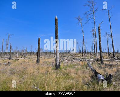 30. August 2024, Brandenburg, Jüterbog: Ein ehemaliges Waldbrandgebiet, in dem 2019 ein großer Waldbrand ausbrach, fotografiert im Bereich der Brandenburger Naturlandschaften Stiftung - Wilderness Foundation - im Wildnisgebiet Jüterbog. Foto: Patrick Pleul/dpa Stockfoto