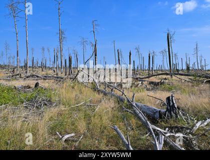 30. August 2024, Brandenburg, Jüterbog: Ein ehemaliges Waldbrandgebiet, in dem 2019 ein großer Waldbrand ausbrach, fotografiert im Bereich der Brandenburger Naturlandschaften Stiftung - Wilderness Foundation - im Wildnisgebiet Jüterbog. Foto: Patrick Pleul/dpa Stockfoto