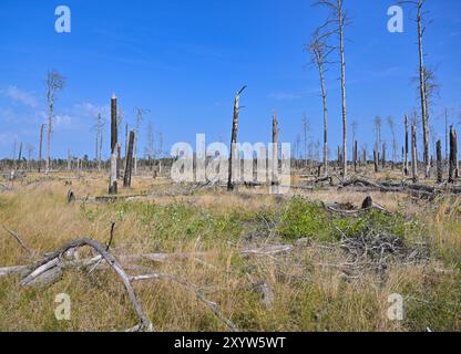 30. August 2024, Brandenburg, Jüterbog: Ein ehemaliges Waldbrandgebiet, in dem 2019 ein großer Waldbrand ausbrach, fotografiert im Bereich der Brandenburger Naturlandschaften Stiftung - Wilderness Foundation - im Wildnisgebiet Jüterbog. Foto: Patrick Pleul/dpa Stockfoto