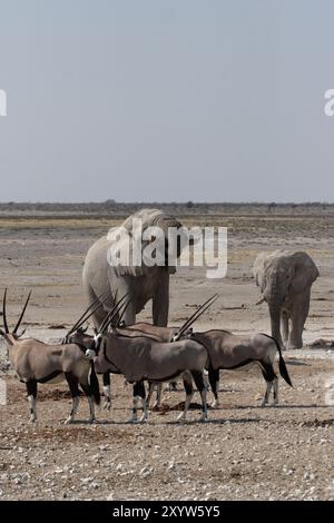 Elefanten (Loxodonta africana) und Oryx (Oryx gazella) im Etosha-Nationalpark, Namibia, Elefanten und Gemsbok im Etosha-Nationalpark, Namibia, A Stockfoto