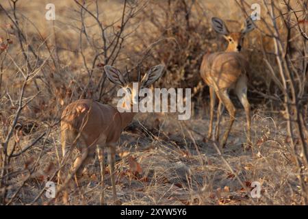 Steenbok (Raphicerus campestris) im Etosha National Park, Namibia, Steenbok im Etosha National Park, Namibia, Afrika Stockfoto