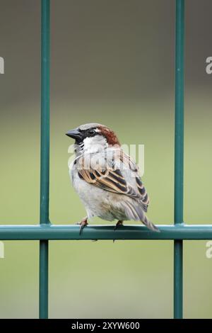 Männlicher Haussperling (Passer domesticus) sitzt auf einem grünen Drahtzaun. Männlicher Haussperling (Passer domesticus) sitzt auf einem Zaun Stockfoto