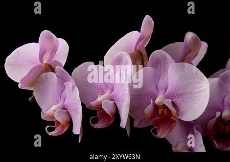 Rosa Orchidee auf schwarzem Hintergrund Stockfoto