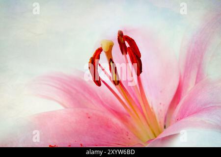 Rosafarbene Lilien im Retro-Illustration-Look Stockfoto