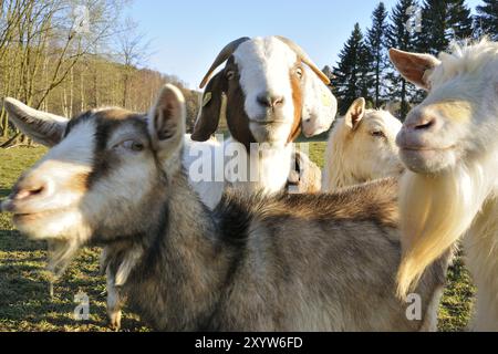 Alte Ziege brütet auf einer Farm. Alte Zierrassen (weiße Deutsche Ziege, Thüringer Waldziege, Burenziege) Stockfoto