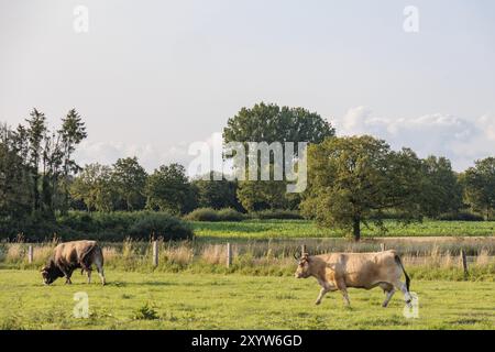 Zwei Kühe, die im Sommer auf einer Weide weiden, umgeben von Feldern und einem Baum, borken, münsterland, deutschland Stockfoto