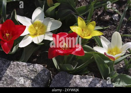 Wilde Tulpe Tulipa kaufmanniana im Frühling, wilde Tulpe Tulipa kaufmanniana im Frühling Stockfoto