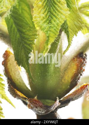 Kastanie, Rosskastanie (Aesculus hippocastanum), Knospen mit jungen Blättern, Harztröpfchen und feinen Haaren zum Schutz der jungen Triebe, Makrophot Stockfoto