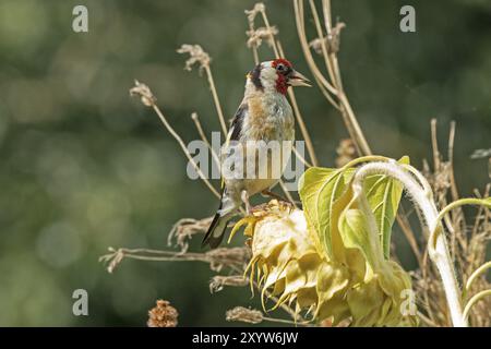 Europäischer Goldfink (Carduelis carduelis), auch bekannt als Goldfink, sitzt auf einer verblassten Sonnenblume, Wilhelmsburg, Hamburg, Deutschland, Europa Stockfoto