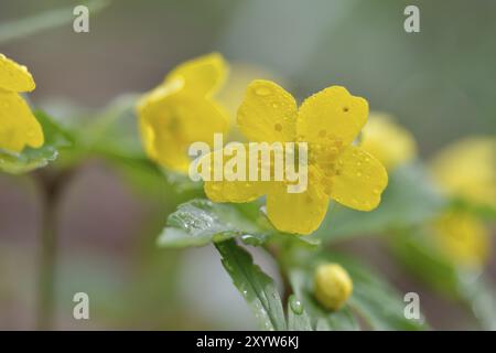 Die blühende gelbe Anemone ranunculoides, gelbe Anemone mit Regentropfen Stockfoto