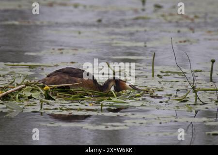 Großer Schurkenkelvogel, Podiceps-Kalbsbändchen, großer Schurkvogel Stockfoto