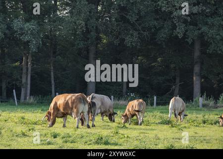 Mehrere Kühe weiden auf einer grünen Wiese vor einem dichten Wald, borken, münsterland, deutschland Stockfoto