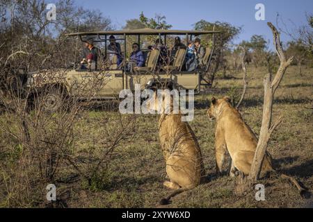 Weibliche Löweninnen (Panthera leo) beobachten Büffelherde, Safariwagen mit Touristen dahinter, Balule Plains, Südafrika, Afrika Stockfoto