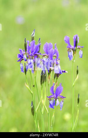 Sibirische Iris am Lake Ammer. Sibirische Iris oder sibirische Flagge in bayern Stockfoto