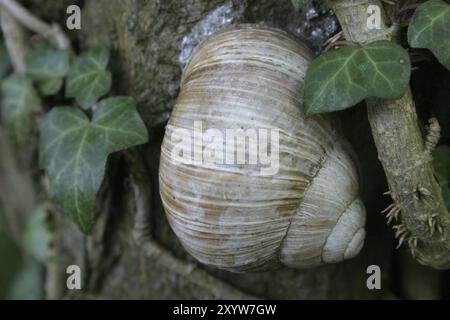 Weinbergschnecke in trockener Ruhephase auf einem Baumstamm Stockfoto